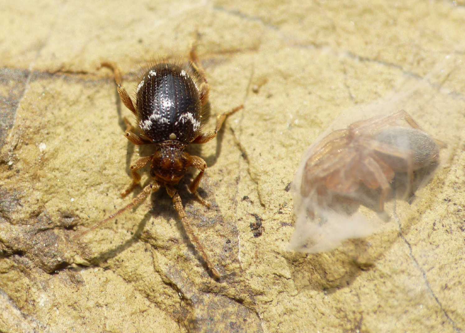 E'' possibile che sia un Cerambyicidae? No,  Anobiidae Ptininae :Ptinus sp.